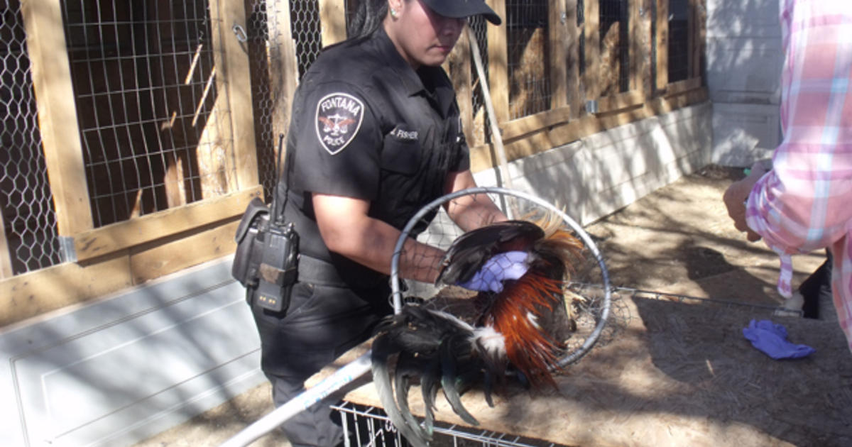 Police Instagram Videos Led To Busting Of California Cockfighting Ring Cbs News 3058