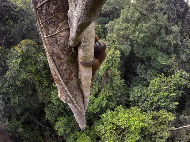 c-tim-laman-tough-times-for-orangutans-02.jpg 