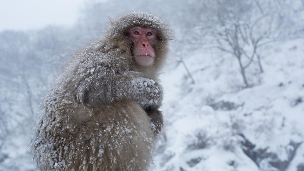Snow monkeys of Japan 