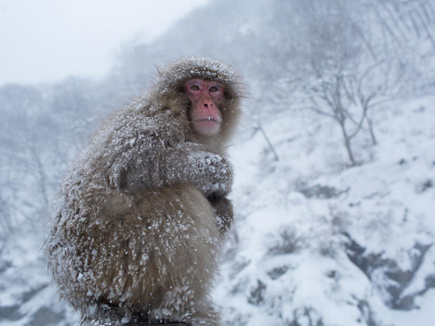 mark-hemmings-snow-monkeys-japan-91a1365.jpg 