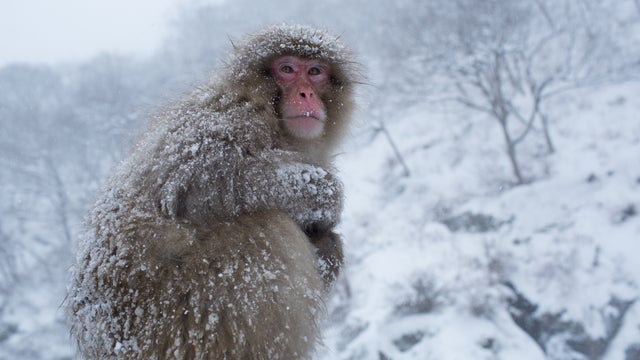 mark-hemmings-snow-monkeys-japan-91a1365.jpg 