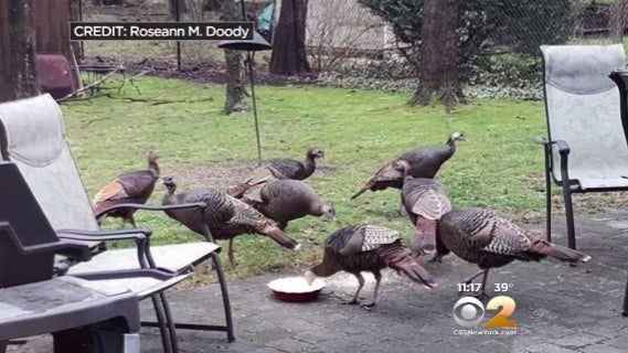 turkeys.jpg 
