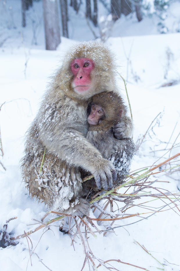 mark-hemmings-snow-monkeys-japan-91a1513.jpg 