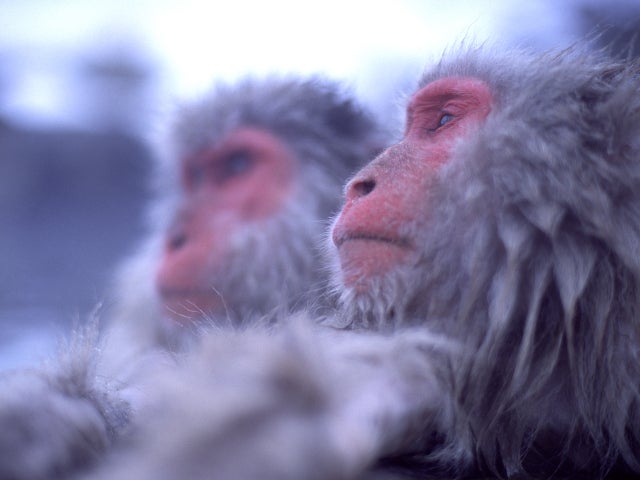 mark-hemmings-snow-monkeys-spring-c2113.jpg 