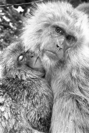 Snow monkeys of Japan
