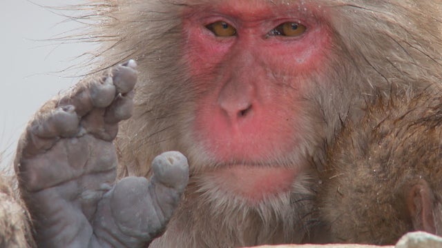 snow-monkey-portrait-promo.jpg 