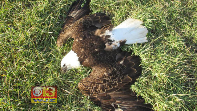 One of 13 dead bald eagles is seen on a farm in Federalsburg, Maryland. 