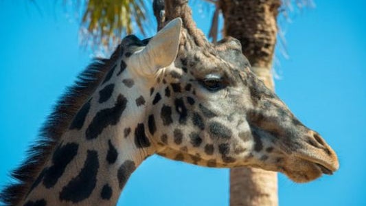 635917621682016549-giraffe-dies.jpg 