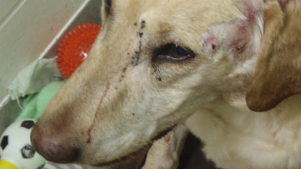 Dog Shot With Pellet Gun - Cropped 
