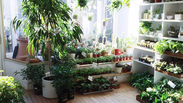 Niche Urban Garden Supply 