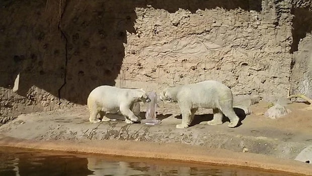 denver zoo polar bears 