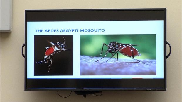 Aedes Aegypti Mosquito Zika Virus 