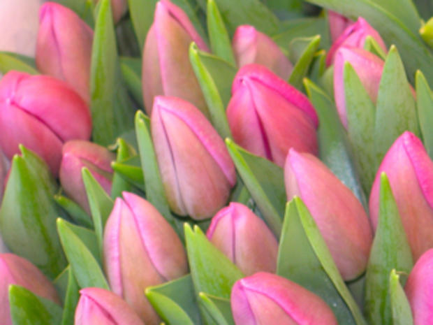 Dutch Tulips (credit: Randy Yagi) 