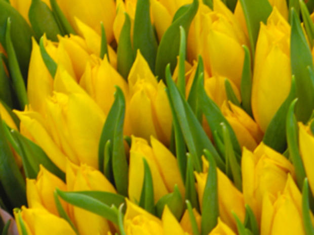 Dutch Tulips (credit: Randy Yagi) 