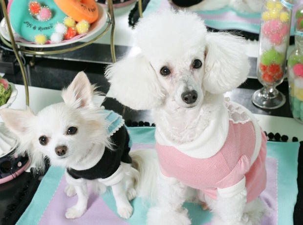 fifi and romeo dog clothes 