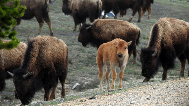 American bison, also known as buffalo, and their calves forage for food at Yellowstone National Park, Wyoming, on June 1, 2011. 