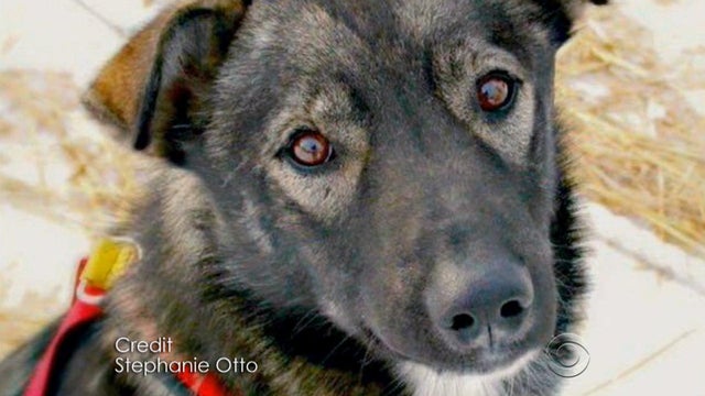 iditarod-2.jpg 
