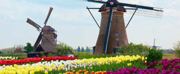 tulips holland 610 