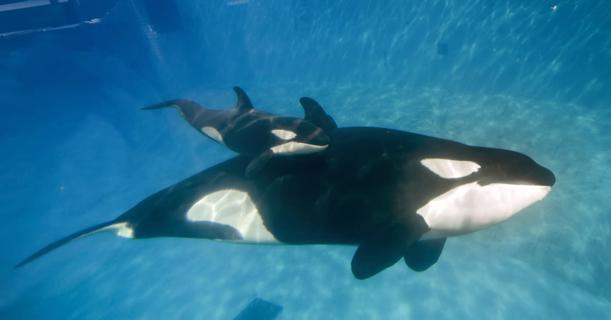 Seaworld Says It Will End Killer Whale Breeding Program Cbs New York