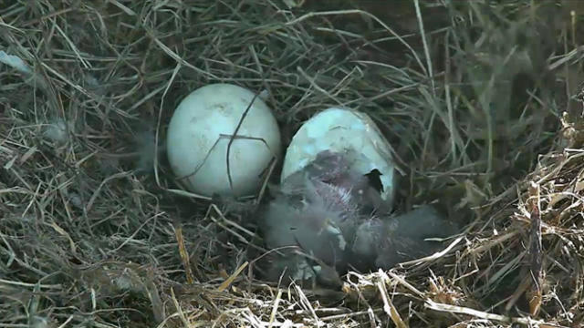 ​An eaglet emerges from a bald eagle egg in this screen capture taken from a webcam feed at the U.S. National Arboretum in Washington March 18, 2016. 