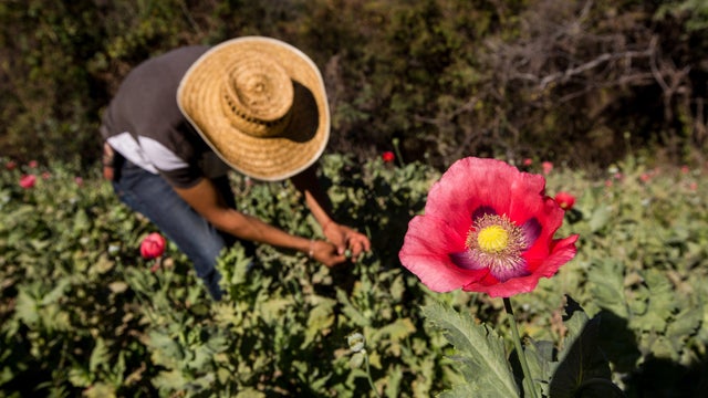 mexicoopiumpoppygettyimages-507127692.jpg 