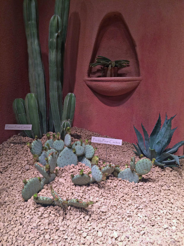 Cacti At The 2016 Macy's Flower Show 