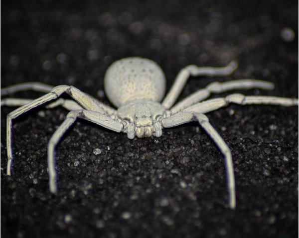 БЕЛЫЙ КАРАКУРТ ᐈ Фото и описание ✔