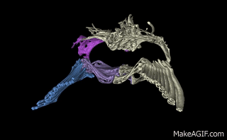 fish-skeleton-diagram.gif 