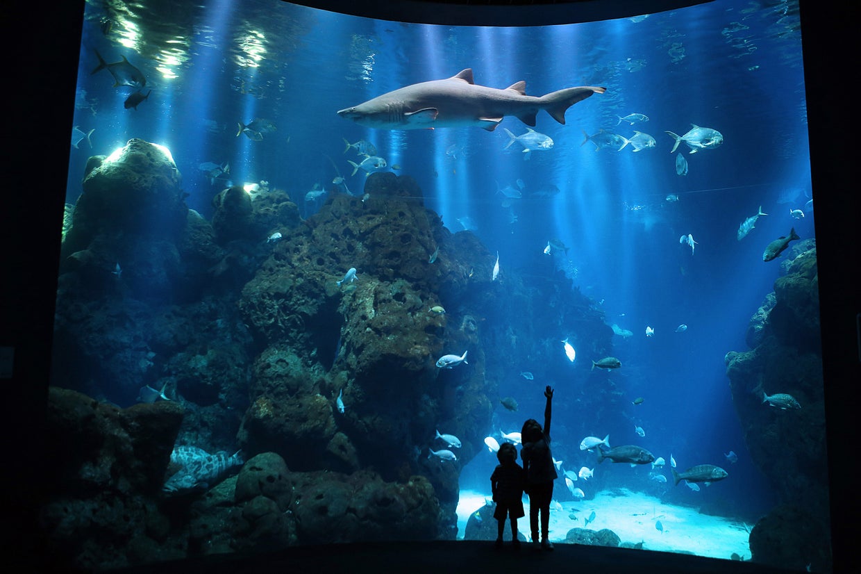 Photos of the week The week in pictures March 1925, 2016