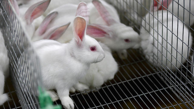 bunnies-498245510.jpg 