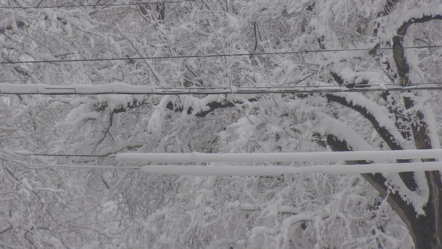 snowy tree branch power line 