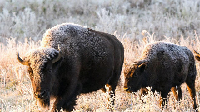 bison 