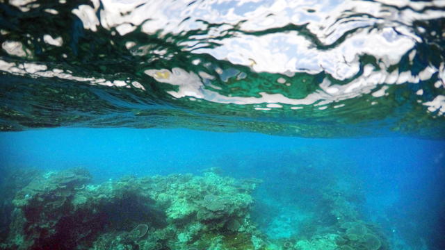 coralbleaching1.jpg 