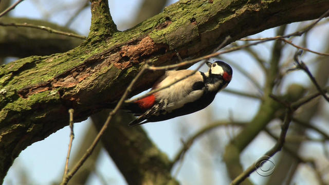 woodpecker.jpg 