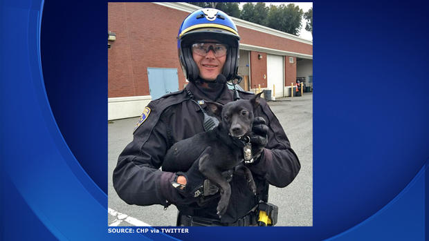 Chihuahua Held By CHP Officer After Being Rescued from Bay Bridge 