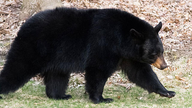 black-bear-1.jpg 