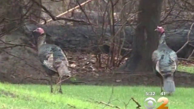 wildturkeysinteanecknj-040416.jpg 