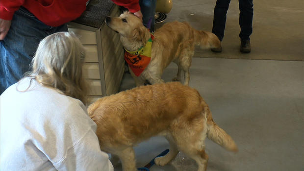 Dogs rescued by Retrieve a Golden of Minnesota 