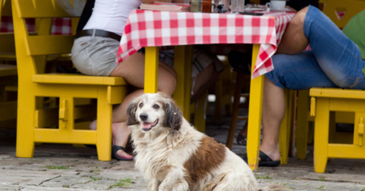 It truly is secure to bring your canine to restaurants with outdoor seating, Food and drug administration updates steerage
