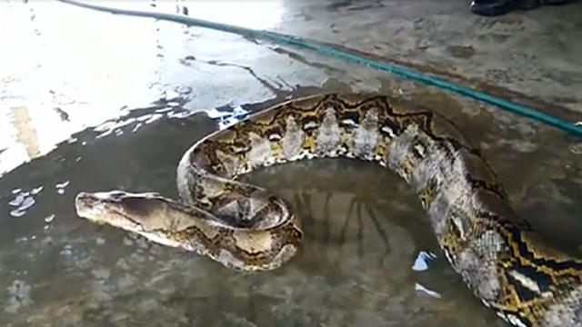 giant-python-malaysia.jpg 