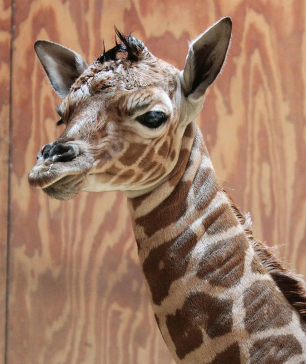 giraffe-calf-1.jpg 