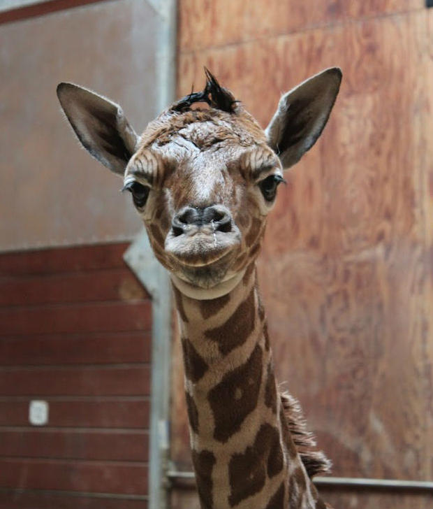 giraffe-calf-2.jpg 