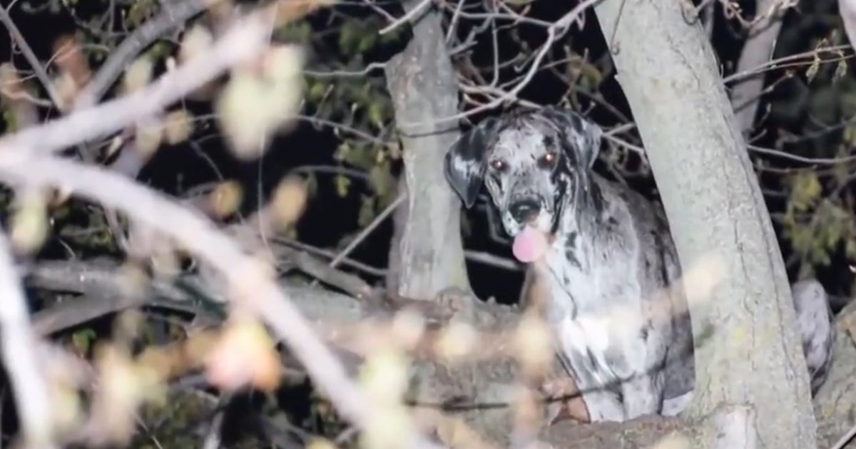 How a 125-pound Great Dane gets stuck in a tree - CBS News
