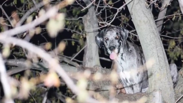 ​Kora the Great Dane is seen perched on a limb, stuck 20-feet off the ground in a tree in Nebraska 