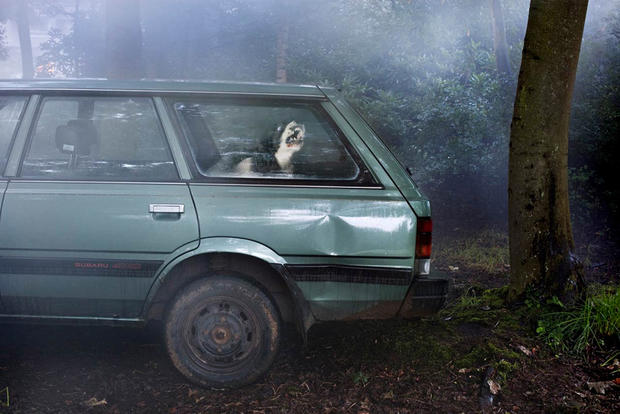 dogs-in-cars-congo-by-martin-usborne.jpg 
