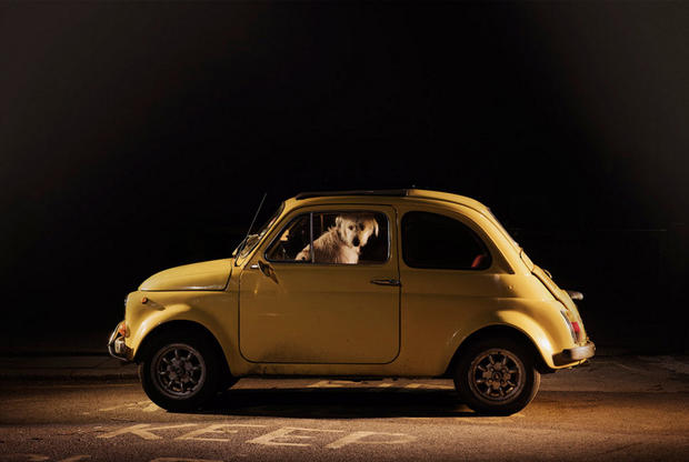dogs-in-cars-milo-by-martin-usborne.jpg 