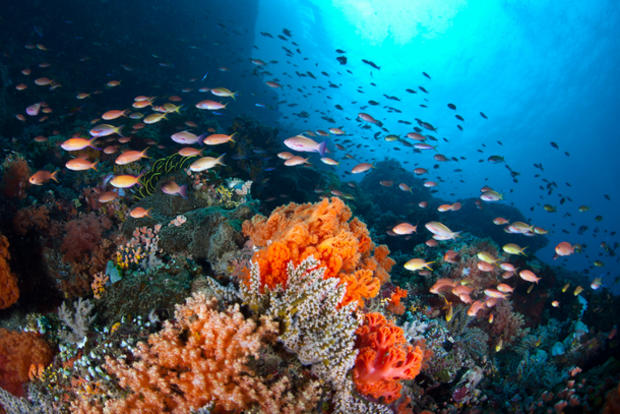 national park coral sea 