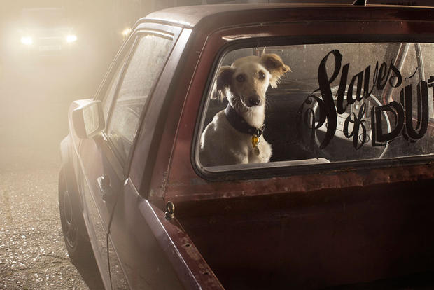 dogs-in-cars-prince-by-martin-usborne.jpg 