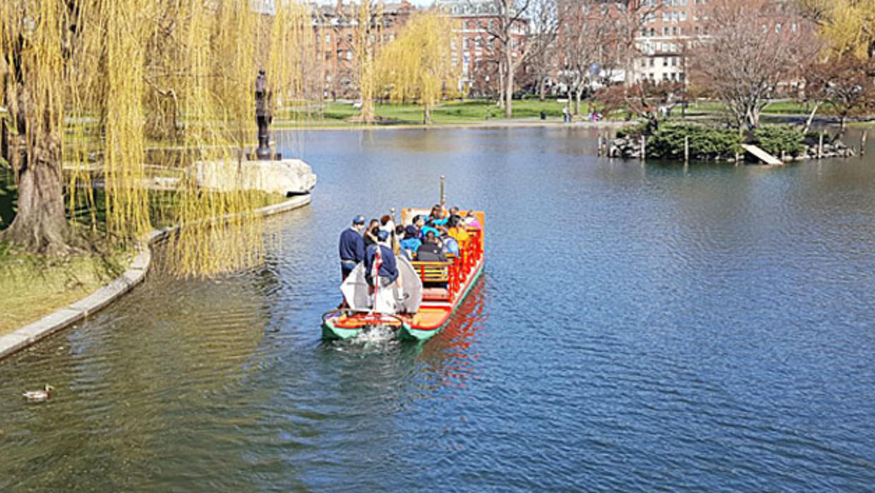 Another Sign Of Spring Swan Boats Return To Boston CBS Boston
