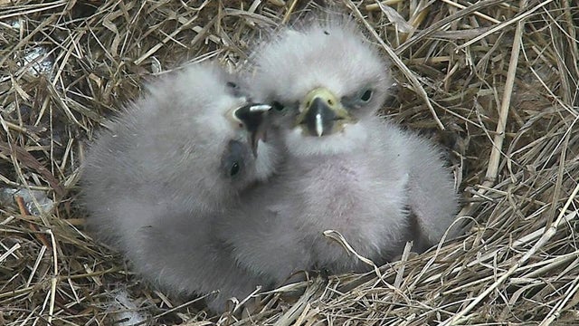 national-arboretum-eaglets-from-facebook.jpg 